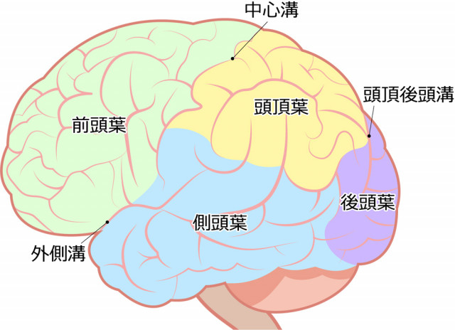 脳の調整で副腎疲労克服