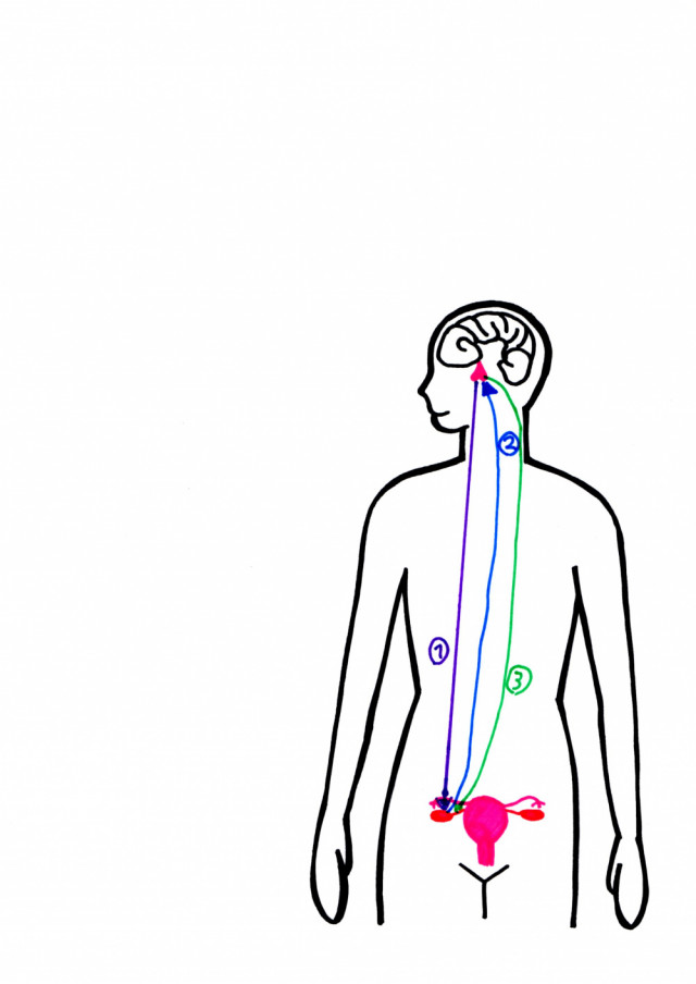 脳と卵巣