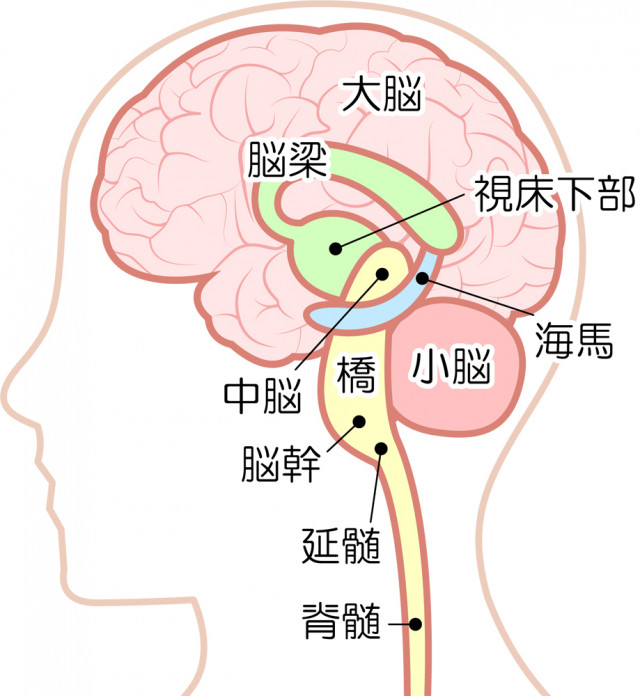 脳コントロール