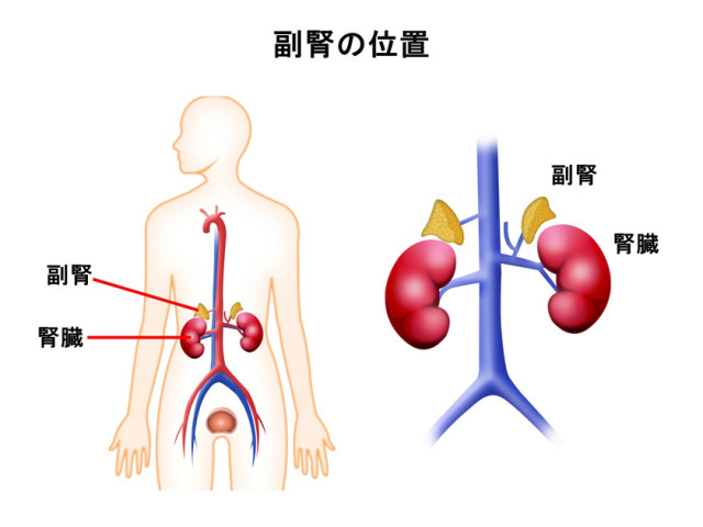 副腎の位置