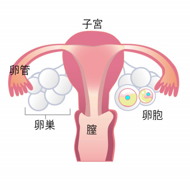 卵巣機能低下