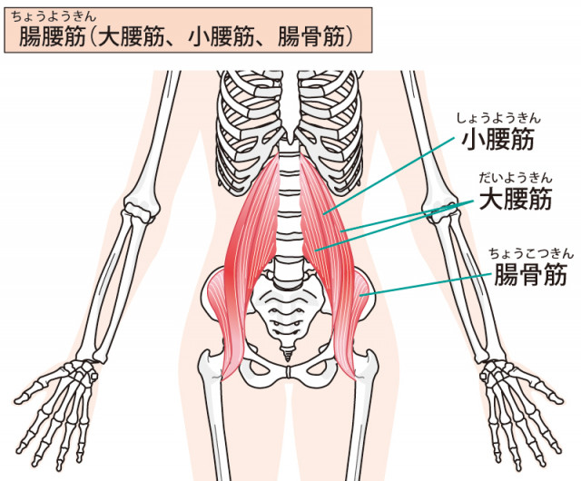 グロインペイン症候群　筋肉