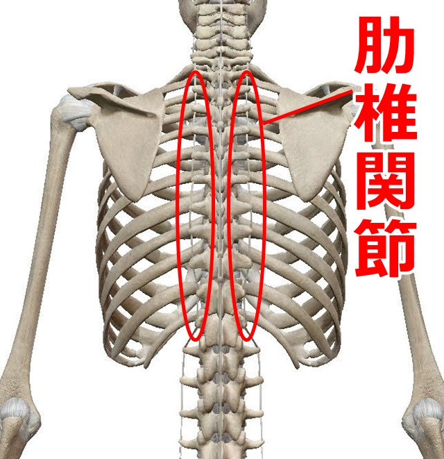 肋椎関節