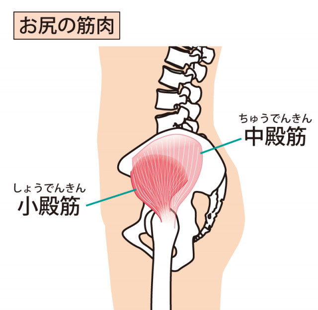 グロインペイン症候群　筋肉