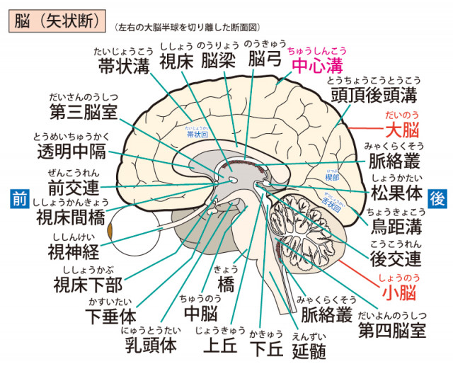 めまい　ふらつき　脳脊髄液