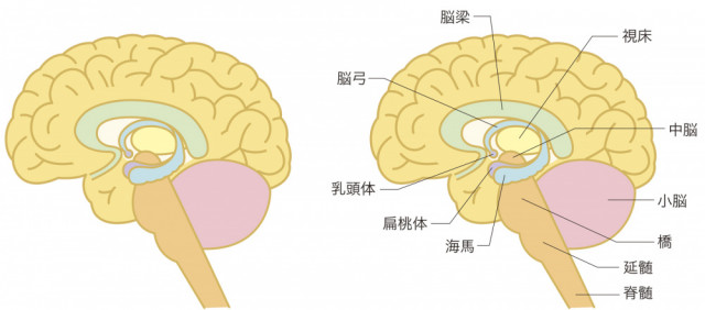 ストレスを感じる扁桃体