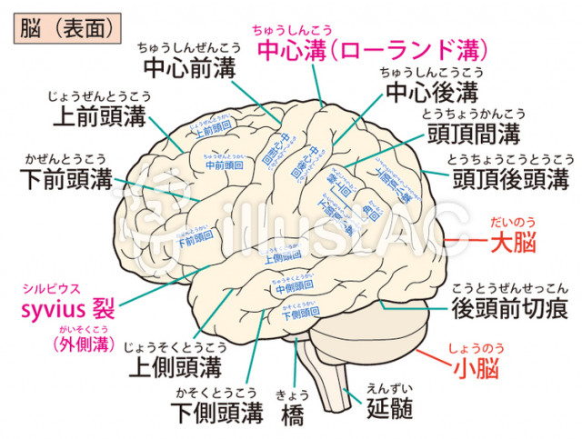 めまい　ふらつき　小脳