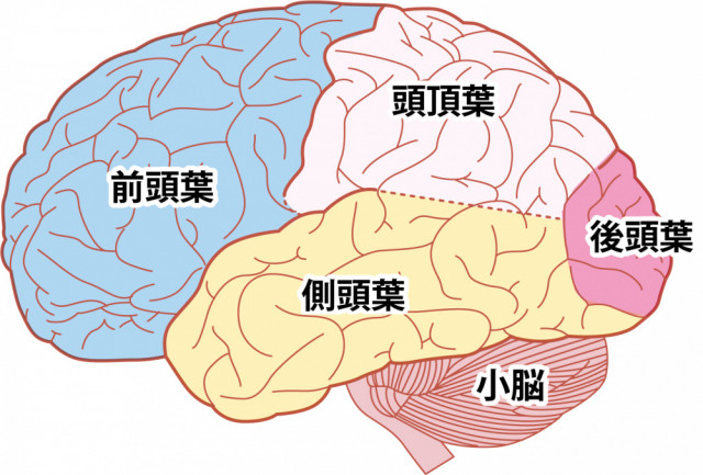 扁桃体コントロール　前頭葉活性