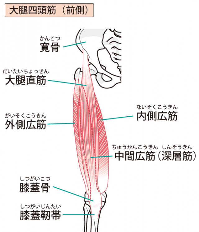 膝関節伸展機構の調整