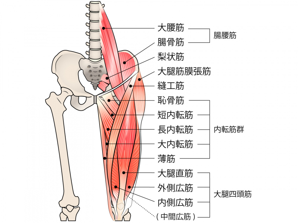 グロインペイン症候群　筋肉