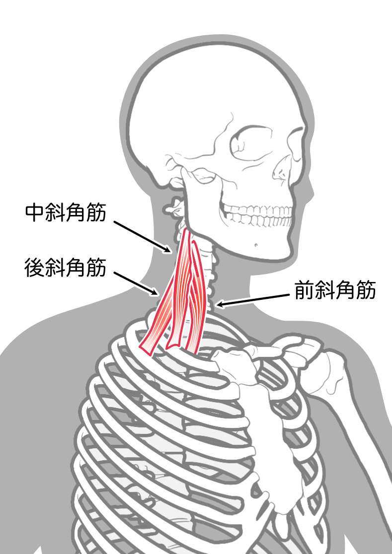 腕や手のシビレ　胸郭出口症候群　斜角筋