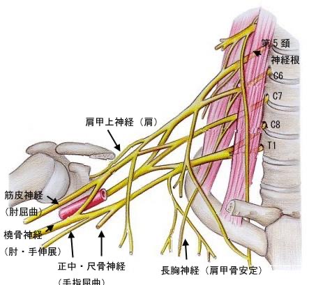 腕や手のシビレ　胸郭出口症候群　肋鎖