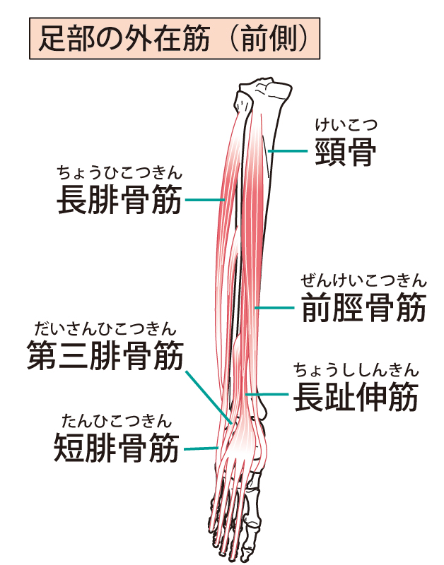 三角骨障害　筋スパズム